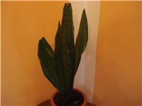 0b489ece-Picture 089.jpg